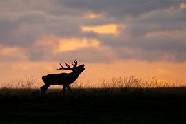 Bronze auf der Hoge Veluwe von Jaap Koole