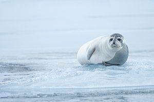 Phoque sur la glace