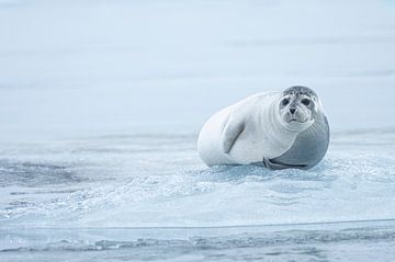Phoque sur la glace sur Douwe Schut