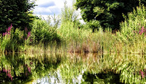 Les eaux célestes et ses plantes sur Gerdie Niessen