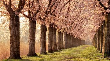 Kirschblüte Almere. von Richard Nell