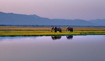 058 Elephants Along the Zambezi - Scan From Analog Film by Adrien Hendrickx
