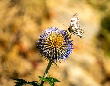 Butterfly on flower by Jorrit Eijgensteijn