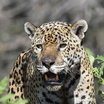 Close-up van Jaguar (Panthera onca) van Rini Kools