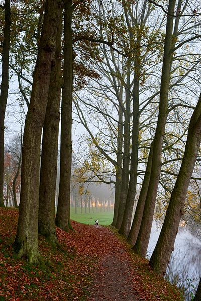 Curious dog on the rampart of Elburg by Jenco van Zalk