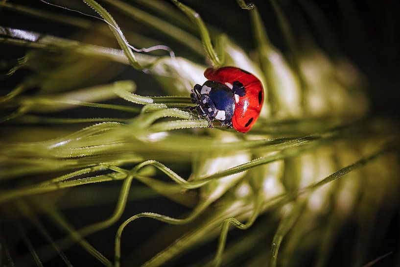 Ladybug by Rob Boon