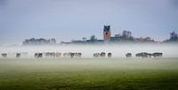 Koeien in de mist