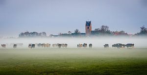 Koeien in de mist von Jaap Terpstra