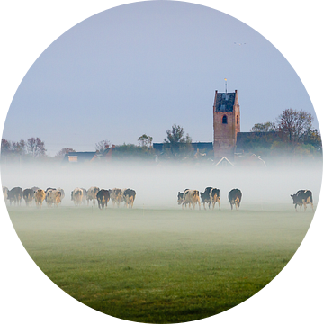 Koeien in de mist van Jaap Terpstra