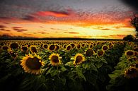 Zonnebloemveld in de zonsondergang, dromerig van Fotos by Jan Wehnert thumbnail