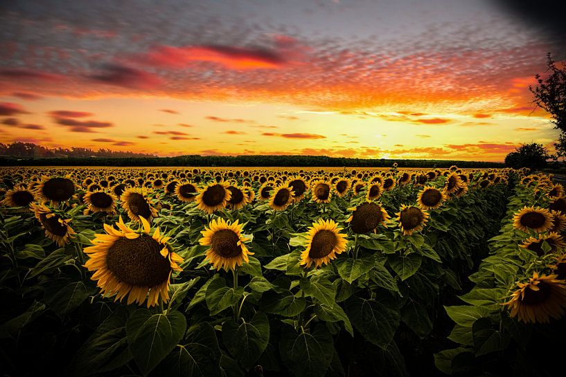 Zonnebloemveld in de zonsondergang, dromerig van Fotos by Jan Wehnert