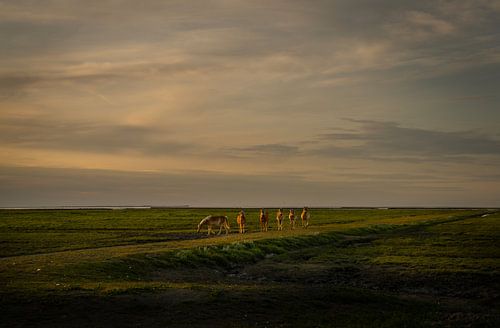 Horses in Groningen's salt marshes by Bo Scheeringa Photography