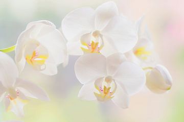 Beauté botanique ( orchidée dans des couleurs douces et pastel) sur Birgitte Bergman