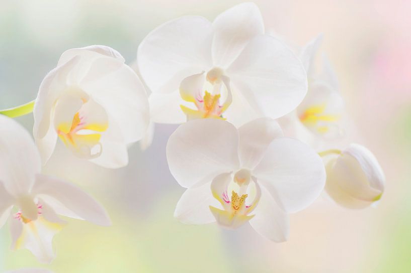 Beauté botanique ( orchidée dans des couleurs douces et pastel) par Birgitte Bergman