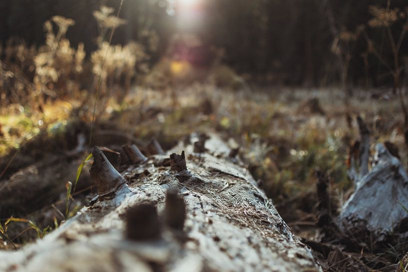 America - Wood trunk lies in the sun of a forest in the United States | California by Sanne Dost