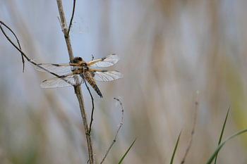 Dragonfly from the Biesbosch Dordrecht