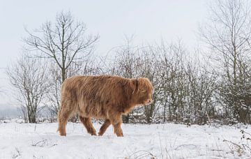 Schotse Hooglander in de sneeuw... van Ans Bastiaanssen