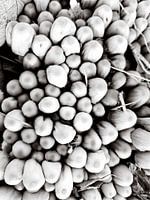 La forêt de champignons en noir et blanc
