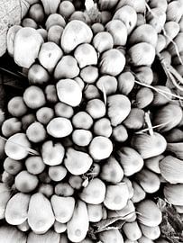 Der Pilzwald in Schwarz und Weiß von Kirsten Bloemers