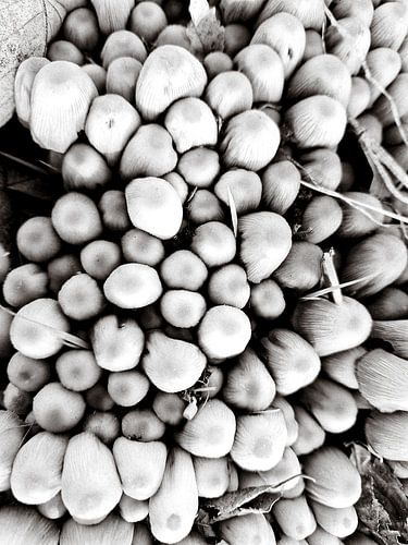 The mushroom forest in black and white