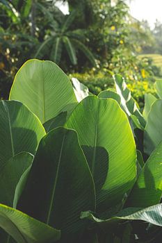 Banana Leaf Bali \ Travel Photography