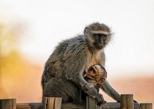 Safe in mother's embrace