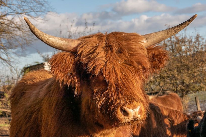 Scottish Highland Cattle (Galloway) by t.ART