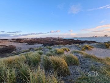 Duin gebied Hoek van Holland van Beachlines and colors SdK
