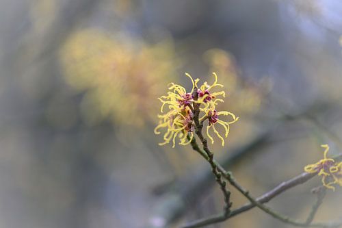 bloemen part 68