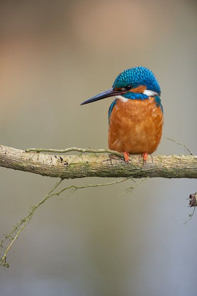 Eisvogel von Eisvogel.land - Corné van Oosterhout