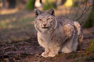 Luchs von Dennis Eckert