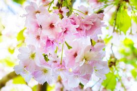 Cherry blossom by Bram de Jong