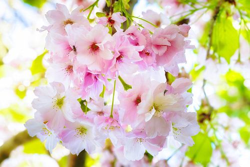 Kersen bloesem van Bram de Jong