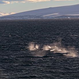 Hunting Orcas near Antartica by Jânio Tjoe-Awie