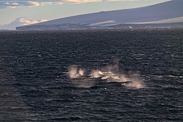 Jagende Orka's bij Antartica van Jânio Tjoe-Awie