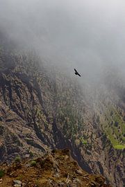 Common raven above the Roque de los Muchachos by Dirk Rüter