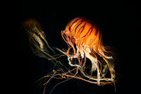 Close-Ups | Graceful jellyfish