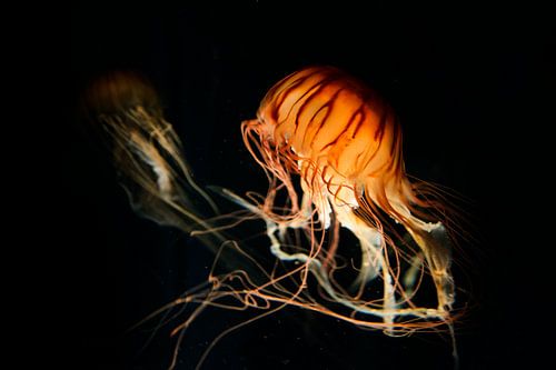 Close-Ups | Sierlijke kwal