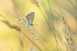 An Icarus pipit in its natural habitat by Moetwil en van Dijk - Fotografie landschappen - natuur