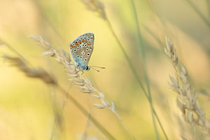 Ein Ikarus-Baluw in seiner natürlichen Umgebung