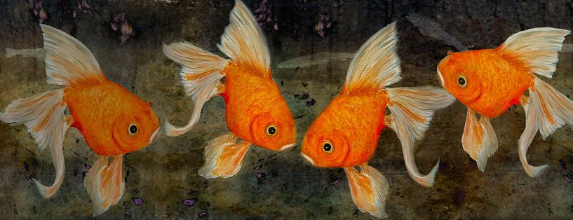 Goldfische von Christine Nöhmeier
