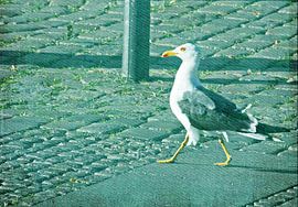 Möwe von Roswitha Lorz