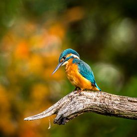 The kingfisher by Anton Osinga