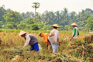 Farmers at the rice harvest by Eduard Lamping