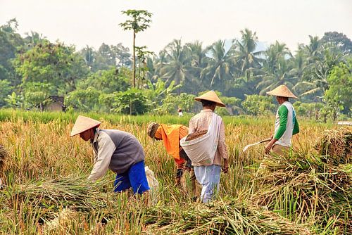 Farmers at the rice harvest