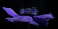 Panorama of a "dancing" anemone by Marjolijn van den Berg thumbnail