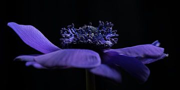 Panorama of a "dancing" anemone by Marjolijn van den Berg