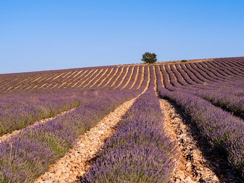 Champ de lavande dans le Luberon avec en haut de la colline sur Hillebrand Breuker