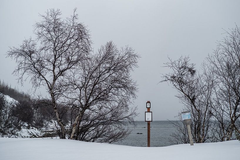 Birken an der Barentssee von Timo Bergenhenegouwen