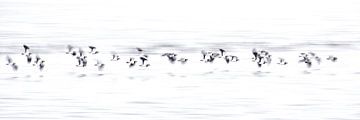 A flock of Lapwings